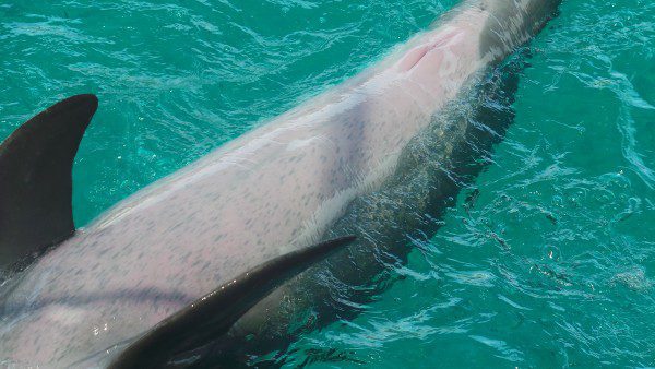 Dolphin Encounters Blue Lagoon Bahamas Divas On Destinations