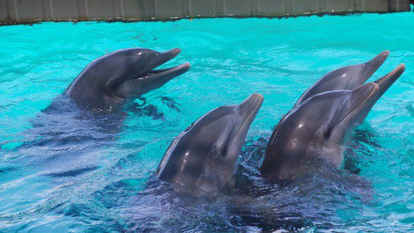 Dolphin Encounters Blue Lagoon Bahamas Divas On Destinations