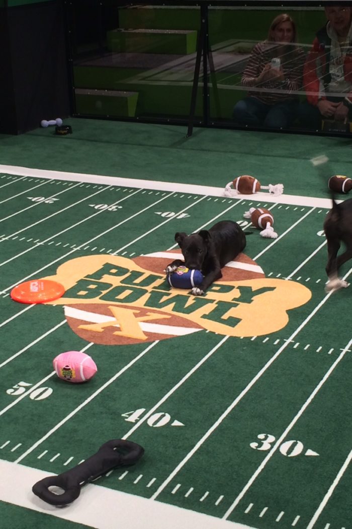 Get In The Game With Mohawk And The Puppy Bowl